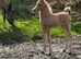 Welsh part bred filly
