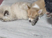 Apple head chihuahua female puppy