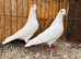 Pure white English garden doves