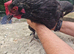 Stunning black hens for sale