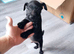 Male patterdale pup