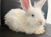 Pure bred Angora