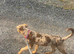 German shepherd cross sher pei