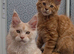 Maine coon boys and girl, Tica registered