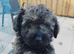 POOCHON PUPPIES IN NI - ONE ONLY REMAINING!