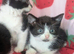 British Blue x kittens, wormed/flead/litter trained £80