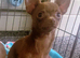 2 male toy chihuahua puppies left ready to leave now