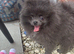 Tiny blue Pomeranian