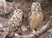 Bengal eagle rock owlets