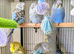 Quality budgies for sale.