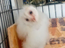 Baby owlets