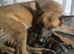 Belgium Malinois cross German Shepard cross Staffordshire bull terrier puppy&rsquo;s
