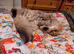 Stud Services: Pedigree Persian male
