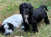 Cocker spaniels