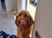Stunning Cocker