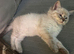 Male ragdoll