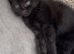 Black little kitten
