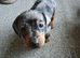Miniature dachshund