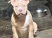 Male American Bully
