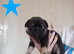 Frenchie Puppies