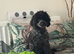 Toy Cockapoo female puppy 7 months blue roan colour