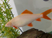Albino shark