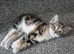 Adorable kittens