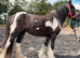 Rising 2yr old filly