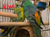 Parakeet