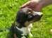 Tri colour dog
