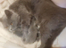 Stunning pure bred British blue kittens