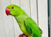 Baby Green Ringneck talking Parrot