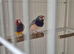 Nice male finches..