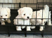 for sale maltese puppies