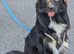 1 year old lovely border Collie x German shepherd