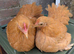Pekin bantam hens and pullets