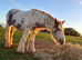 Gorgeous 14.2 Cob Mare
