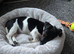 3 month jack Russell
