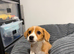 Boy Jack Russel puppy Max