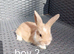 Lionhead cross mini lop babies