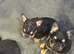 Puffy French bulldog