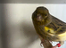 Breeding pair of canaries