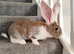 Pure bred baby Giant White Eared Continental Rabbits