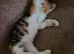Mixed breed kitten