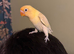 Hand tame beautiful love birds