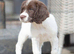 KC registered Springer spaniels puppies