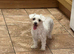 4 years old Maltese female