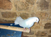 Stunning Fantail cock bird