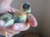 Newly hatched call ducklings