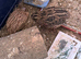3 male cotturnix jumbo quails